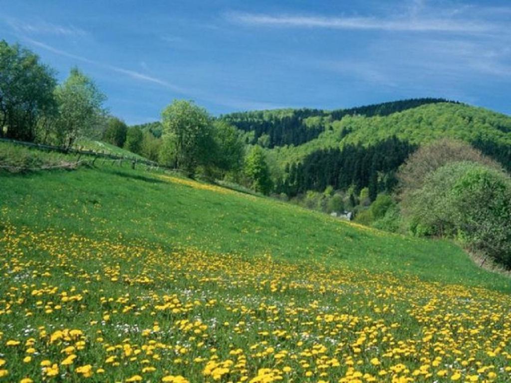 Typ Murmeltier Schmallenberg Exterior foto